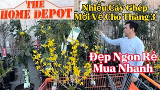 Home Depot Mới Về Nhiều Cây Giống Ghép Ngon Đẹp Rẻ Mua Nhanh [upl. by Traweek214]