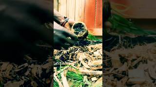 Growing Lemon Grass 🍋 🌾 gardentips garden gardening [upl. by Amoihc363]