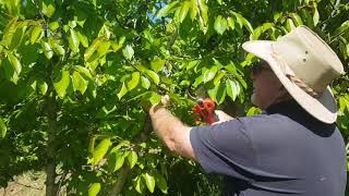 Mobishear 37mm Secateur Pruning Cherries [upl. by Onez]