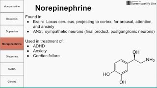 Neurotransmitters of the human body [upl. by Evars238]