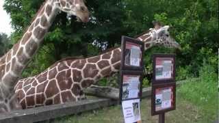 Wrocław Zoo Poland Giraffes  Żyrafy  2012 [upl. by Hasina]