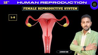 L2  Female Reproductive System  Human Reproduction  NCERT  BOARD  2425 [upl. by Eyllek]