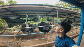 Exploring Lyger Zoo amp Biking Adventure in Tanay Rizal  Philippines [upl. by Demb742]