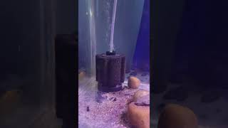 Sponge filter aquarium filters [upl. by Esil]