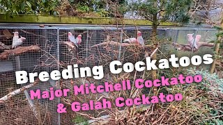 Galah Cockatoo amp Major Mitchell Cockatoo  Breeding big scale [upl. by Korff]