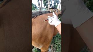 Cattle Ke Injection lagane Ka tarika 💉 shorts vet cow [upl. by Hagood]