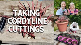 Taking Cordyline Cuttings An Experiment ✂️🌿 [upl. by Alfonzo]