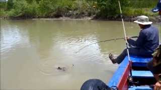 1310 Suriname Fishing [upl. by Enna322]