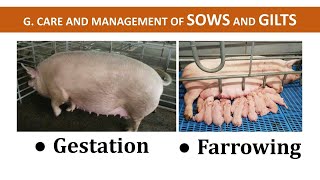 Management of Sows amp Gilts during Gestation and Farrowing  Swine Production  Teacher Hazel [upl. by Reckford284]