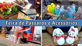 Feira de Pássaros do Cordeiro Gaiolas Páscoa passaros criarpassaros feiralivre [upl. by Dier]