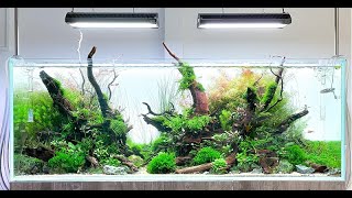 Big Aquascape Tutorial Step by Step Our Largest Display 150cm Planted Tank at Aquarium Gardens [upl. by Ecyarg]