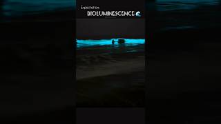 Bioluminescence 🌊✨bioluminescence fullmoon bioluminescencechennai ecr beach talesofaval [upl. by Odnalor860]