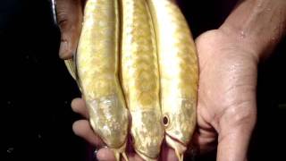 ArowanaFishTalkcom  Pang Long Arowana Farm [upl. by Ananna]