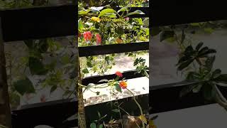 Lantana camara 🌷minivlog flowers homegardens plants nature gardening vibes [upl. by Lanita]