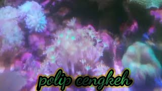 coral polip cengkeh sangat cocok untuk pemula [upl. by Eruza]