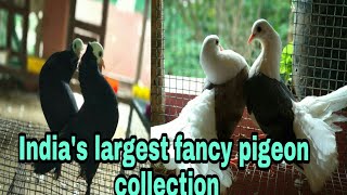 LARGEST FANCY PIGEON FARM IN INDIA ALL KIND OF FANCY pigeons [upl. by Aldora76]