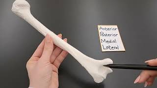 Anatomy of the Humerus  Made Easy [upl. by Iyre]