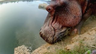 Hippo Climbs Down a Steep CliffWith Difficulty [upl. by Yerac]