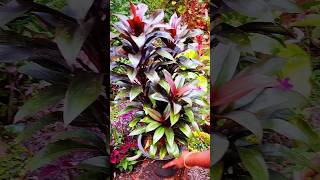 cordyline gardening cordyline plant 🌱shortvideo youtubeshorts [upl. by Erialc]