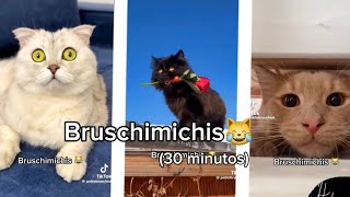 BRUSCHIMICHIS😹💗 30 minutos de risa🐈💕  bruschimichis humor [upl. by Talia180]