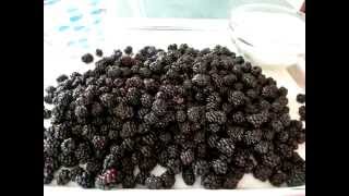 Wild BLACKBERRY SYRUP  How to make BLACKBERRY SYRUP Recipe [upl. by Aryc]