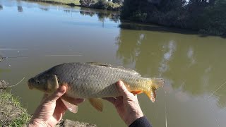 A short video about not much catching carpfishing carp wetlands maybenexttime [upl. by Aihsaei]