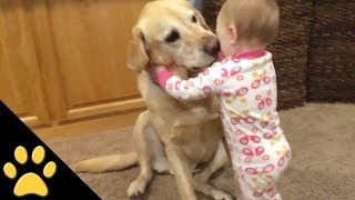 Cute Dogs And Adorable Babies Compilation [upl. by Schreibman]