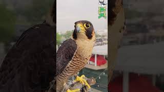 Black Shaheen Falcon falconery birds wildlife [upl. by Osei]