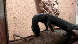 Forelimbassisted extractive foraging in the black tree monitor Varanus beccarii [upl. by Ramyar]