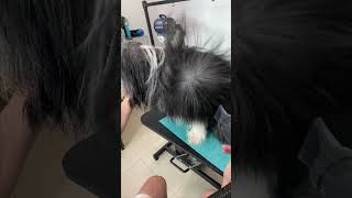 Bearded Collie grooming dogshorts [upl. by Eilyw]