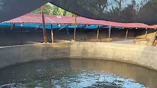 High Breed Catfish Nursery Farm in Bayambang Pangasinan [upl. by Nagem435]