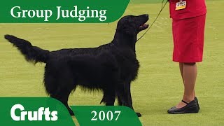 Flat Coated Retriever wins Gundog Group Judging at Crufts 2007 [upl. by Ahsinyt]