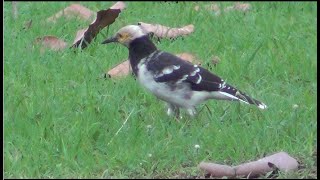 Blackcollared Starling ဆက်ရက်လည်နက် [upl. by Curren]