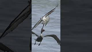 Epic sky battle Osprey gets swarmed by pelicans midair  Journey to the wild shorts [upl. by Payton71]