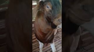 Cross boer goat boerdery kambingboer [upl. by Tharp931]