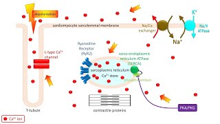 Excitationcontraction coupling in the heart How an electrical signal causes the heart to beat [upl. by Sehguh660]