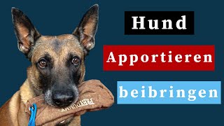 Hund Apportieren beibringen Futterbeutel Training [upl. by Redd752]