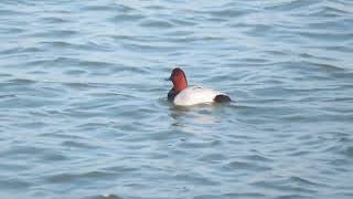 Common Pochard Aythya ferina Tafeleend Landtong Rozenburg ZH the Netherlands 4 Nov 2024 55 [upl. by Arno953]