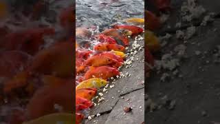 Fish Feeding video  Beautiful fish  Red fish shortvideo [upl. by Noslrac49]