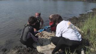 How Science Gets Done Researching Invasive Tunicates on Martha’s Vineyard [upl. by Naresh]