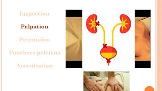 Examen clinique en néphrologie partie 02 [upl. by Lauretta]