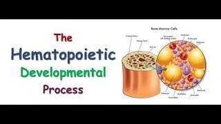 Hematology  The Hematopoietic Developmental Process [upl. by Edmead]