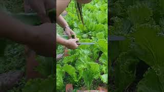 One afternoon picking vegetables in my garden what a wonderful time farming [upl. by Lienad]