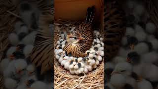 Protective Mother with Flock of Chicks in Nest nature love mother birds shorts ai birdslover [upl. by Atiner477]