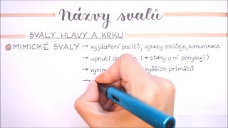 Svalová soustava  Druhy názvy svalů Vybrané svaly lidského těla [upl. by Annohsal918]