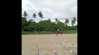 Zuris horseback riding lessons Oct 2024 trotting smoothride [upl. by Gae227]