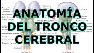 ANATOMÍA DEL TRONCO CEREBRAL [upl. by Tennek240]