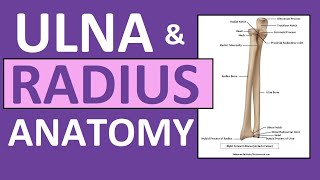 Radius and Ulna Anatomy and Physiology Forearm Bones [upl. by Ecnerolf324]