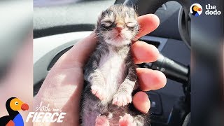 Newborn Kitten Who Was Frozen Solid Grows Up To Be Strong And Feisty  The Dodo Little But Fierce [upl. by Yknarf525]