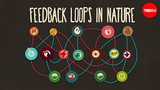 Feedback loops How nature gets its rhythms  AnjeMargriet Neutel [upl. by Bej]